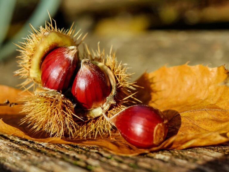festa dei marroni